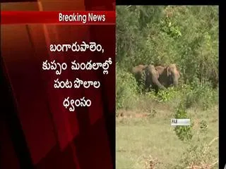 elephants attacks on agriculture fields in chittoor district - Sakshi