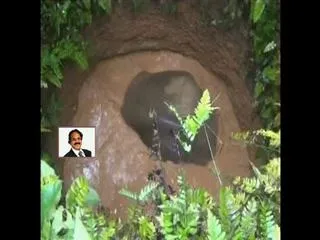 Baby elephant rescued from a well in Kerala - Sakshi
