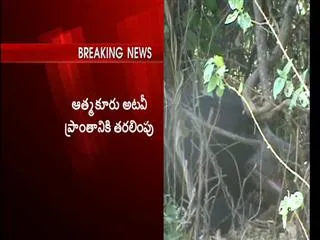 bear caught near kurnool - Sakshi