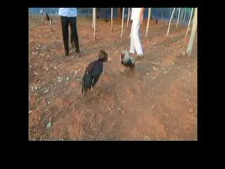 Supreme court postpones cocks fight petition to Monday - Sakshi