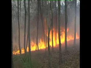 Fire rages in Seshachalam forests - Sakshi