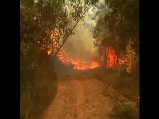 Forest fire again in Tirumala - Sakshi