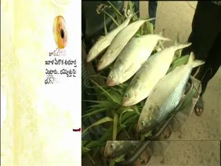 Pulasa fish - Only Godavari special Costly fish story - Sakshi