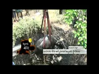 Buffalo felt Agriculture well - Sakshi