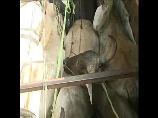 Go Parirakshana Samithi rescue cows near Mangalagiri, Guntur - Sakshi