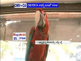this Green minch macaw parrot has seventy yearsold - Sakshi