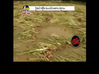 Ground Report: Farmers got losses due to Heavy Rains - Sakshi