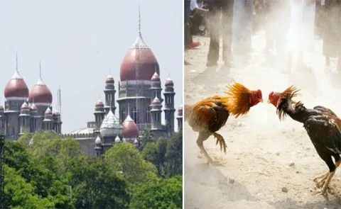 High court angry about Cock Fight in andhra pradesh - Sakshi