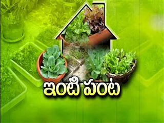 sakshi inti panta - Sakshi