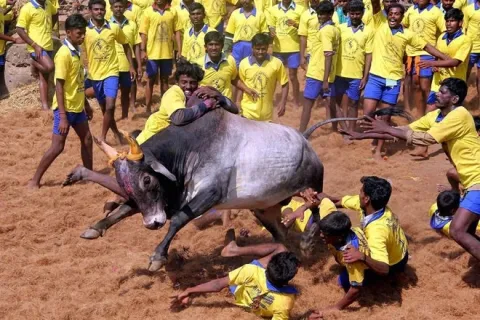 One dead at chittoor jallikattu - Sakshi