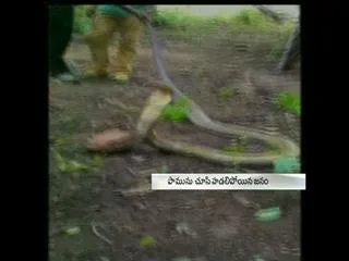 King Cobra rescued, released  in Koyambattoor - Sakshi