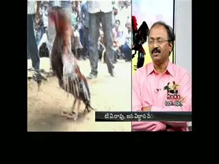 Special Edition : Cock Fighting - Sakshi