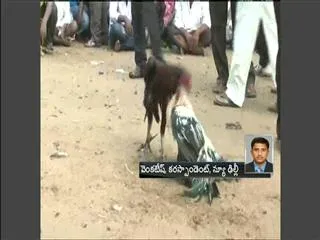 Supreme Court gives green signal to cock fights - Sakshi