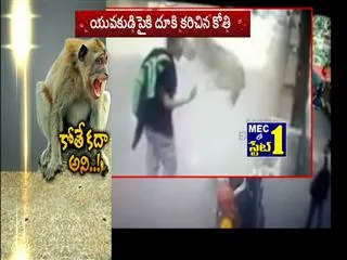Monkey Attacks on Youth in Shimla - Sakshi