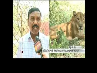 Face to face with Tirupati Zoo assistant curator - Sakshi