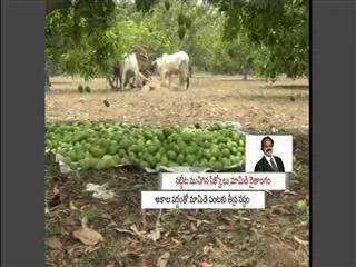 Unseasonal rains destroy mango crop - Sakshi
