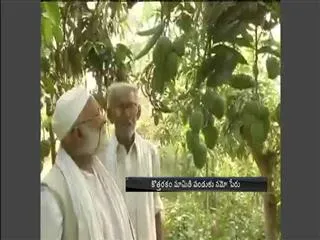 This summer, taste NaMo mangoes - Sakshi