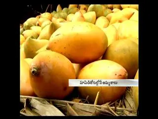 Mango, the king of fruits - Sakshi