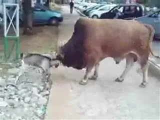 hadalettinchina meka - Sakshi