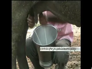 andhra pradesh government not support to dairy industry - Sakshi