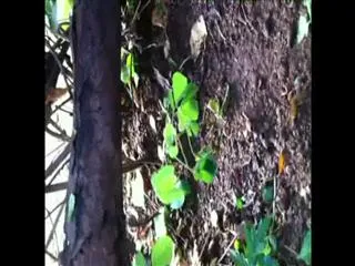 Strange plant in Khammam - Sakshi