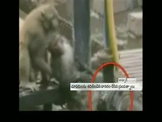 Monkey saves his friend monkey - Sakshi