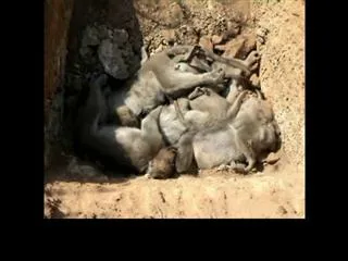 Monkey's dies due to summer effect - Sakshi