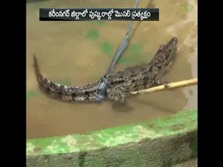 Godavari Pushkaralu 2015 || Crocodile appear at Pushkara ghat In Karimnagar - Sakshi