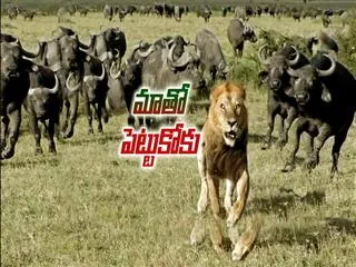 Special Edition On Animals Behaviour - Sakshi
