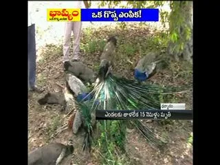 Sun stroke kills 13 Peacocks - Sakshi