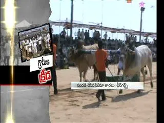 JC Brothers conducting Oxes competetion in Tadipatri - Sakshi