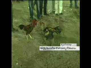 Cock Fight during Sankranthi Grand Celebrations - Sakshi