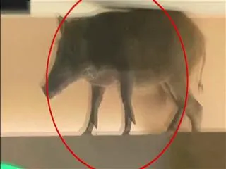 Wild Boar at Shopping Mall - Sakshi