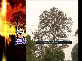 Relation Between Birds And Trees - Sakshi