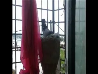 Pigeon love - Sakshi