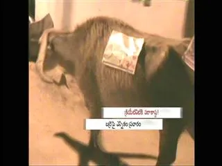 Innovative Publicity Stunts in Elections - Sakshi