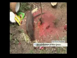 Rat Circumambulates around a small tree - Sakshi