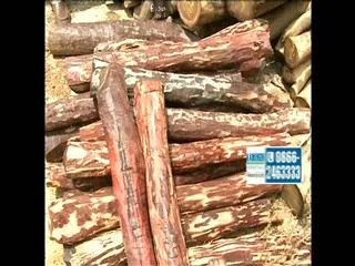 Special Story on Red Sandal in Tirumala - Sakshi