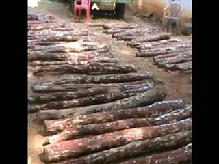 AP Government to Auction Red Sandalwood through e-tenders - Sakshi