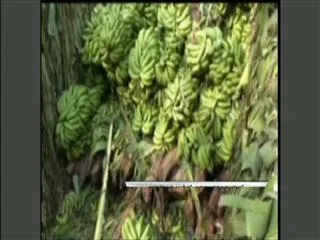Red sandalwood caught by police in kadapa district - Sakshi