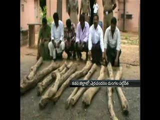 Red Sandal Smugglers Caught In Kadapa District - Sakshi
