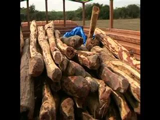 Rs. 1 crore worth Red sandalwood Seized from Smugglers in rajampet - Sakshi