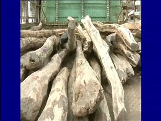 Chittoor Red Sandalwood smugglers arrested - Sakshi