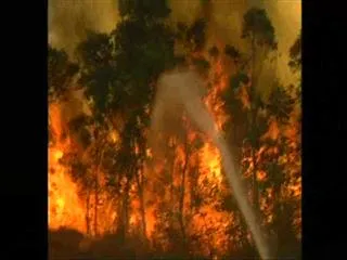 Aircraft to douse raging forest fire in Seshachalam biosphere - Sakshi