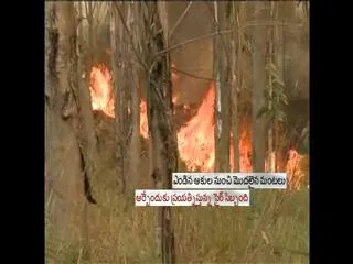 Fire Accident in Sheshachalam Forest - Sakshi