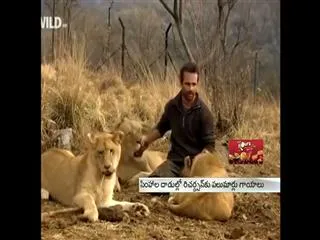 Man lives with lions - Sakshi