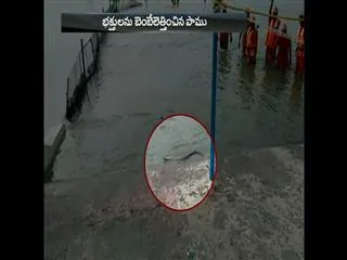 Cobra Snake Hulchul at Pochampad Pushkar Ghat - Sakshi