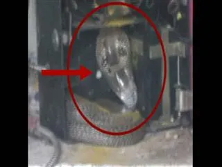 snake in coin box - Sakshi