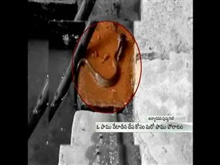 Snake Gets Fish Stuck In Its Mouth - Sakshi