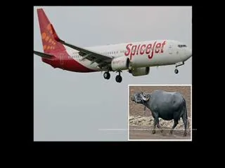SPICEJET FLIGHT HITS BUFFALO BEFORE TAKE-OFF - Sakshi